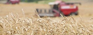 Каля 130 сельгасарганізацый Віцебскай вобласці аб'яднаюць ва ўзбуйненыя структуры
