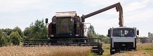 Аграрыі Віцебскай вобласці ўбралі амаль 70 працэнтаў плошчаў збожжавых
